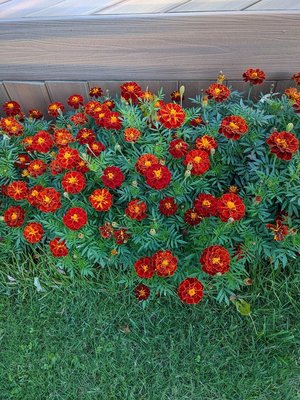 Photo of free Marigold Seeds (Belford, N.J.)