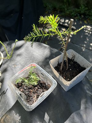 Photo of free Redwood seedlings (Park Blvd)