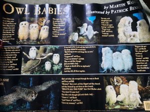 Photo of free Baby Owl Poster (Queenstown FY1)