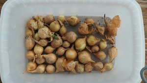 Photo of free Potatoes, Onion Set and Pea Seeds (Topsham)