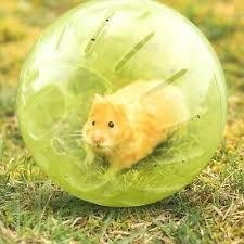 Photo of Ball for our pet hamster (Dorking Town Centre RH4)