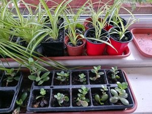 Photo of free House plants (Hanworth RG12)