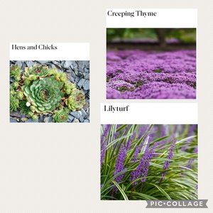Photo of Plants/Perennials/Ground cover (Brampton/Mississauga Area)