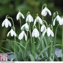Photo of free Giant snowdrops 2 bundles left (Barming ME16) #1