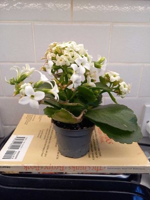 Photo of free Indoor plant (Bessels Green TN13)