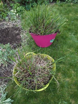 Photo of free Miscanthus Sinensis grasses x 2 (Nottingham NG5)