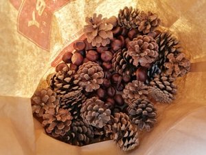 Photo of free Pine cones and conkers (Leigh Sinton WR13)