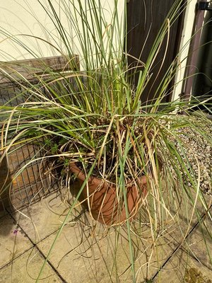 Photo of free Pot bound pampas grass (Moorlinch TA7)