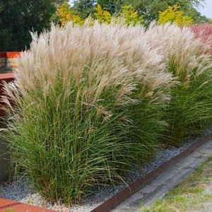 Photo of free Miscanthus Sinensis grasses x 2 (Nottingham NG5)