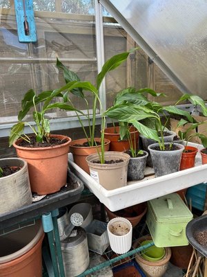 Photo of free Peace lily plants (Leicester LE2)