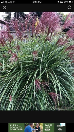 Photo of free Zebra grasses - to be dug out (Browns Line/Lakeshore)