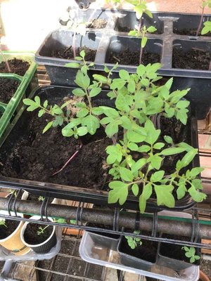 Photo of free Cherry tomato seedlings (Mudeford BH23)