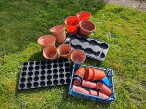 Photo of free Assorted sizes of plant pots & 2 x seedling trays (Bradford on Avon BA15)