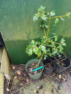 Photo of free Holly plants (Stroud central)
