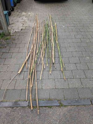 Photo of free Bamboo Canes (Horsell GU21)