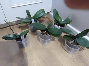 Photo of free Phalaenopsis orchid houseplants (Belmont BL7)