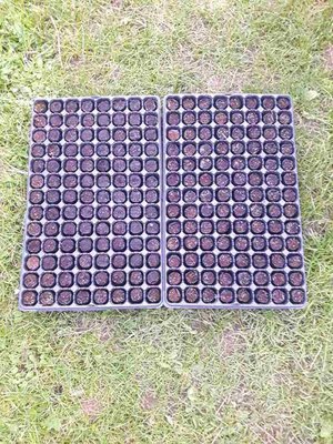 Photo of free 2 seed trays (Nunnery Wood WR5)