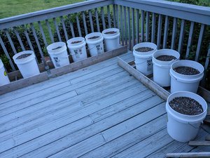 Photo of free Container gardening supplies (Conover)