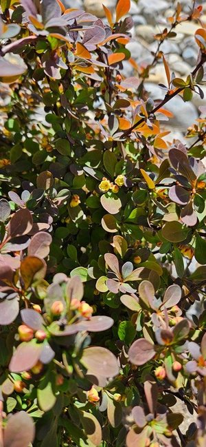 Photo of free 12-14" Barberry plant (Highlands, NJ)