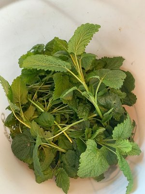 Photo of free freshly harvested mint (Greenwood)