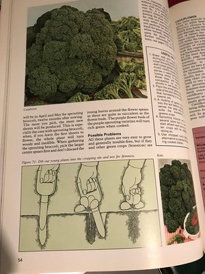 Photo of free Complete vegetable gardener Book (Near St Endas park)
