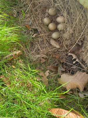 Photo of free 7Pheasant eggs (Snape, IP17)
