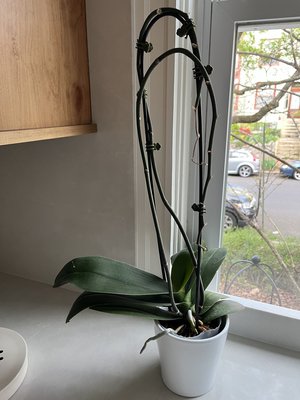 Photo of free Healthy orchid (no blooms) (Capitol Hill near Lovejoy Park)