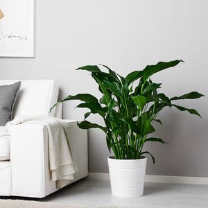 Photo of 24cm or above white plant pots (Balgriffin)
