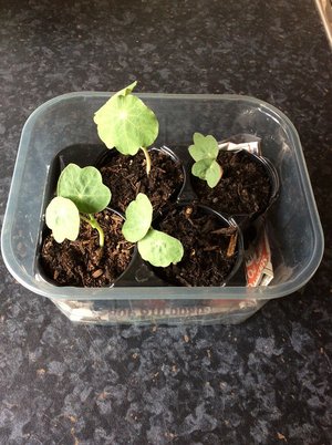 Photo of free Two Nasturtium Seedlings (Morden SM4)