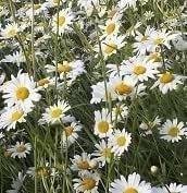 Photo of free Oxeye daisy plants (Wimborne Town centre, BH21)