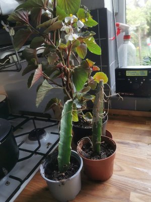Photo of free House Plants (Saltaire BD18)