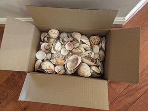 Photo of free Box of shells -- about 5 lbs (Ashburn Farm)
