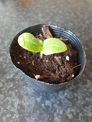 Photo of free Courgette seedling (Morden SM4)