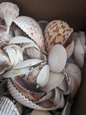 Photo of free Box of shells -- about 5 lbs (Ashburn Farm)