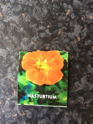 Photo of free Two Nasturtium Seedlings (Morden SM4)