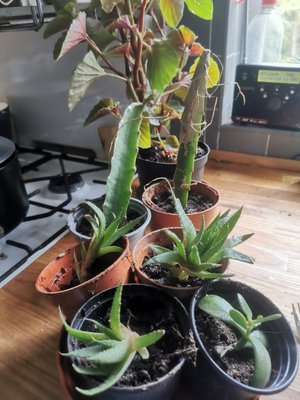 Photo of free House Plants (Saltaire BD18)