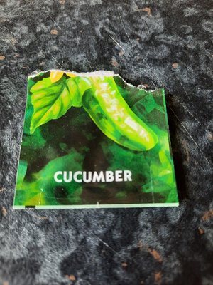 Photo of free Cucumber seedling (Morden SM4)