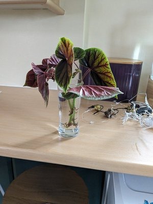 Photo of free Begonia cuttings (S2, Heeley)