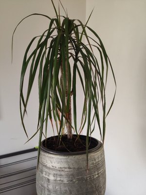 Photo of free Palm Plant (Horsehay TF4)
