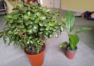 Photo of free House plants (Dearnley OL15)