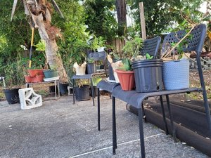 Photo of Plant Stands or Shelves (Town n Country, Tampa)