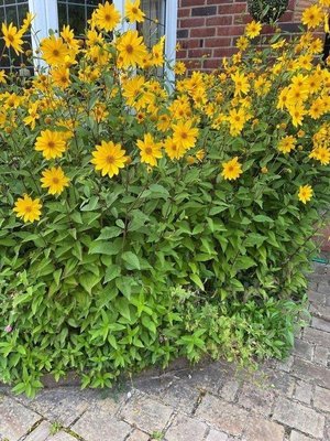 Photo of free Pretty yellow flowers -new shoots (St Albans AL1)