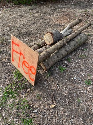 Photo of free Firewood—uncured (Littleton MA)