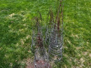 Photo of free Tomato cages (Clinton)