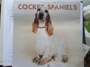 Photo of free Cocker Spaniels calendar 2005 (Gayton CH60)