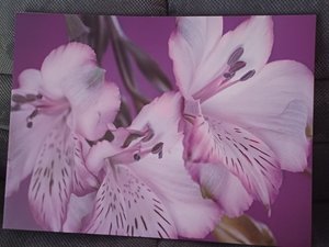 Photo of free Large canvas print (Hollybush NP44)
