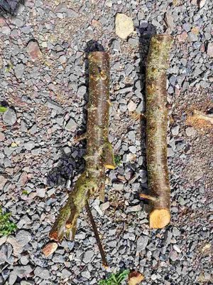Photo of free Plum tree branches (Botley OX2)