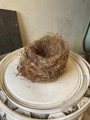 Photo of free A bird's nest (Kendal LA9)