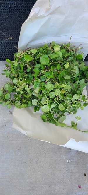 Photo of free Swedish Ivy Cuttings (By Pruneyard in Campbell)