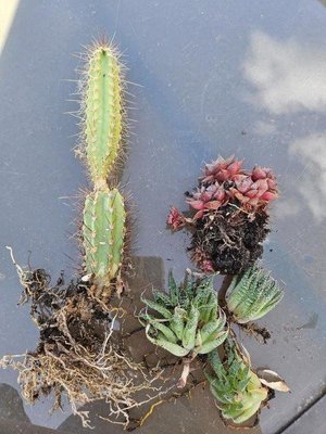 Photo of free Assortment of cacti and succulents (Clevedon BS21)